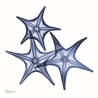 Framed Blue Three Starfish