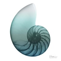 Framed Water Snail 4