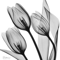 Framed Splendid Monotone Tulips