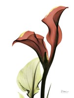 Framed Ruby Calla Lily