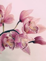 Framed Pink Orchids