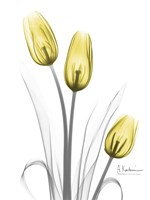 Framed Illuminating Tulip Trio