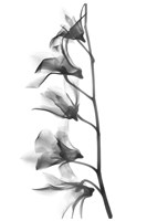 Framed Orchid