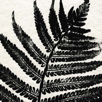 Framed Pressed Fern 1