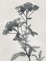 Framed Shadowed Botanical