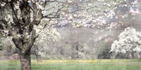 Framed Apple Blossom