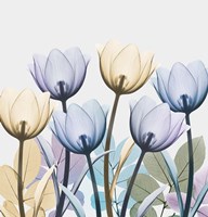 Framed Tulip Collage 1