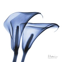 Framed Indigo Infused Calla Lilies