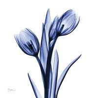 Framed Enchanted Indigo Tulips