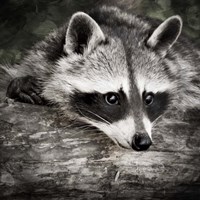 Framed Pondering Raccoon 2