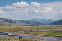 Framed Lamar Valley Bison