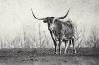 Framed Texas Longhorn