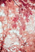 Framed Pink and Coral Maple Leaves