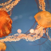 Framed Jelly Fish 1