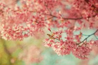 Framed Cheery Cherry Blossoms