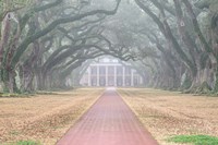 Framed Foggy Oak Alley