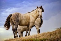 Framed Wild Horses