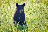 Framed Black Bear Cub In the Sun