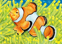 Framed Clownfish