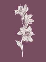 Framed Lily Purple Flower