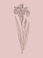Framed Iris Blush Pink Flower