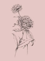 Framed Blush Pink Flower Drawing III