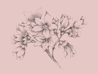 Framed Blush Pink Flower Illustration