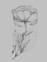 Framed Flower Illustration I