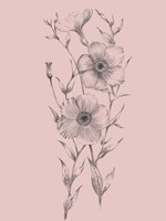 Framed Pink Flower Sketch Illustration I