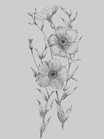 Framed Grey Flower Sketch Illustration I
