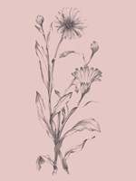 Framed Pink Flower Sketch Illustration III