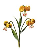 Framed Martagon Lily Flower
