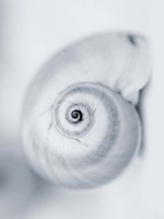 Framed Moon Snail