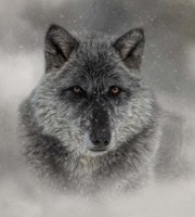 Framed Winter Wolf