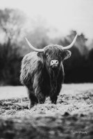 Framed Portrait of a Cow