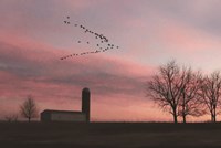 Framed Spring Migration of Snow Geese