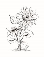 Framed Sunflower Charcoal Sketch