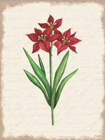 Framed Red Amaryllis Botanical II