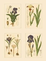 Framed Miniature Botanicals I