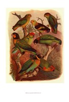 Framed Tropical Birds IV