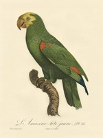 Framed Parrot, PL 86