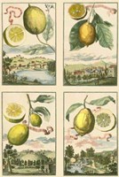 Framed Miniature Lemons