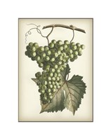 Framed Green Grapes II