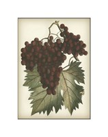 Framed Red Grapes II