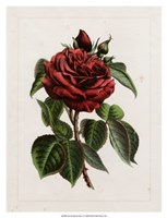 Framed Van Houtteano Rose I