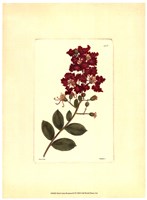 Framed Red Curtis Botanical II