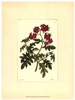 Framed Red Curtis Botanical III