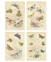 Framed Jardini Butterflies