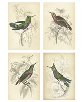 Framed Jardini Hummingbirds