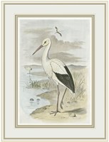 Framed White Stork